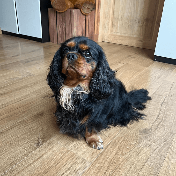 Billie, onze Cavalier King Charles